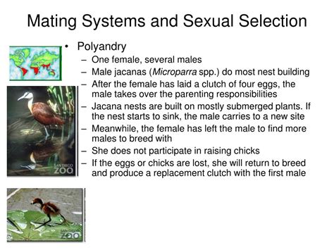 mating|45.6E: Mating Systems and Sexual Selection